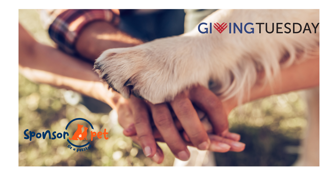 Sponsor a Pet: Spreading Positivity and Warmth this Giving Tuesday