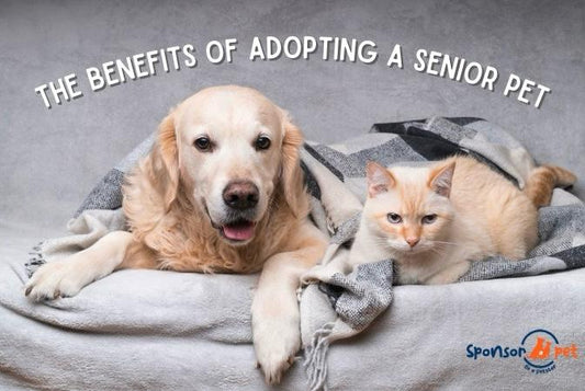 Golden Years of Companionship: The Benefits of Adopting a Senior Pet