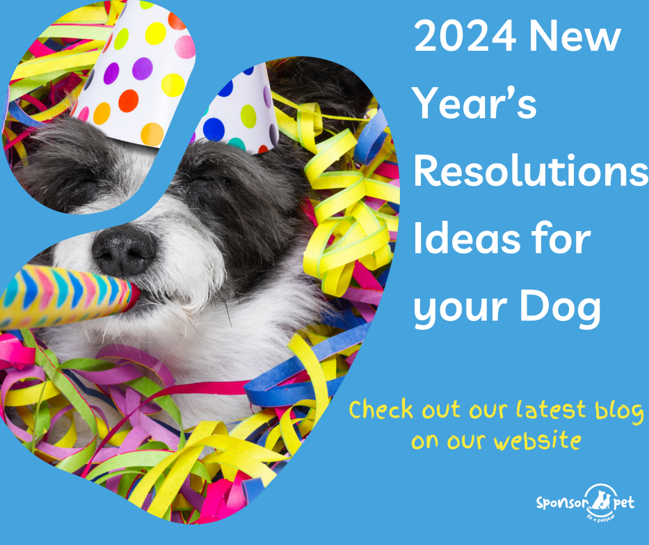 2024 New Year’s Resolutions Ideas for your Dog