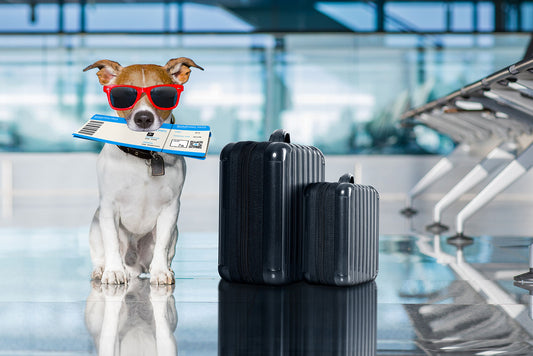 A Pawfect Guide to Traveling with Your Furry Friend (Part 1: Pre-Travel)
